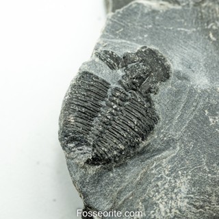 [อายุกว่า 505 ล้านปี!!!] #207 ฟอสซิล ไทรโลไบต์ Elrathia Kingi Trilobite ของแท้ ขนาดเล็ก บน Matrix จาก USA