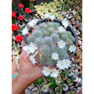 รีบูเทีย แคคตัส Rebutia pulvinosa รีบูเทียดอกขาว