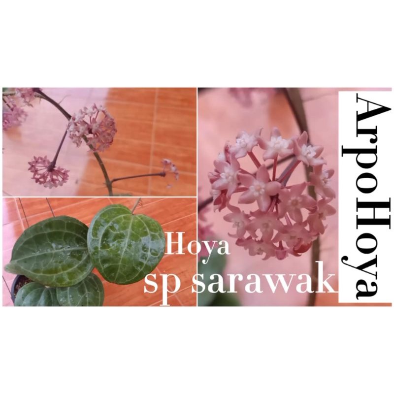 #ไม้นิ้ว hoya sp sarawak ใบสวย ดอกสวย น่าสะสม