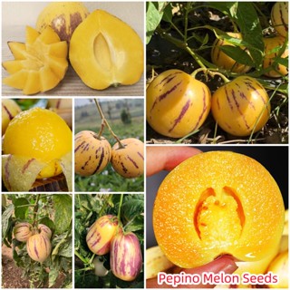 ปลูกง่าย ปลูกได้ทั่วไทย ของแท้ 100% เมล็ดพันธุ์ 10เมล็ด Ginseng Fruit Pepino Melon Seeds เมล็ดพันธุ์พืช เมล็ดดอกไม้