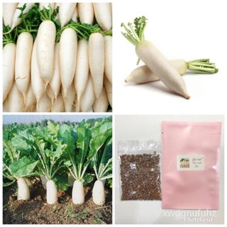 （คุณภาพสูง เมล็ด）หัวไชเท้าสีขาว Radish Seed/ง่าย ปลูก สวนครัว เมล็ด ELFW