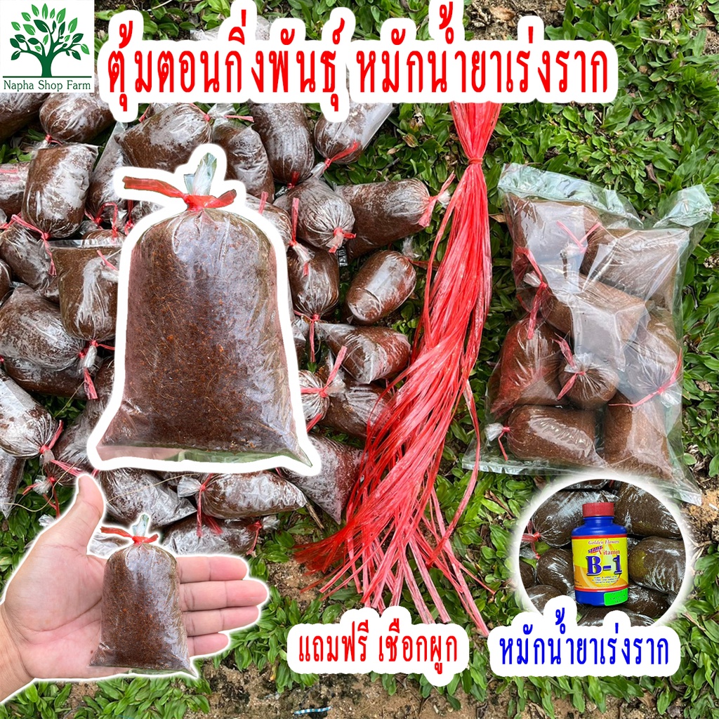 ตุ้มตอนกิ่ง ชุดจำนวน 20 ตุ้ม หมักน้ำยาเร่งราก แถมฟรีเชือกผูกตุ้ม