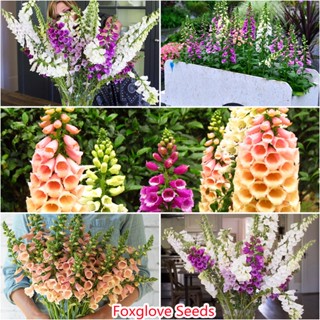 เก็บเงินปลายทาง COD 200แคปซูลต่อแพ็ค Mixed Foxglove Seedsเมล็ดดอกไม้ ต้นไม้ ไม้ประดับ เมล็ด ไม้ดอก พันธุ์ไม้ดอก