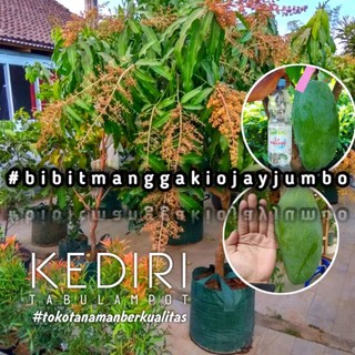 Bibit Mangga Kiojay Super Jumbo Cepat Berbuah