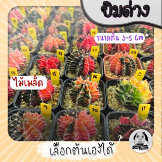 ต้นยิมโนด่าง เลือกต้นได้ LBHBด่าง (gymnocalycium) Set Y - กระบองเพชร ราคาถูก🌵แคคตัส🌵