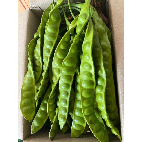 สตอใหญ่ ราคาส่งฝักละ9บาท สตอ50ฝัก100ฝัก ถูกจริง❗️❗️