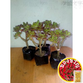 Curly Jade Plant กระโปรง/ของเล่น/สว๊อน/ชุดชั้นใน/อัญมณี/ดอกทานตะวัน/กุหลาบ/รองเท้า/หูกันหนาว/ผั่งน้ำ/ MSC1