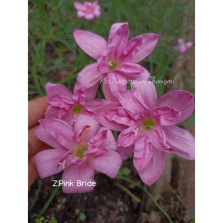 บัวดินดอกซ้อนสีชมพู Z.Pink Bride หัวละ17บาท