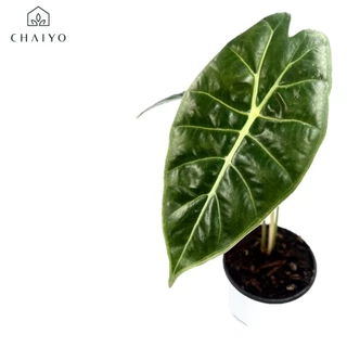 ต้น อโลคาเซีย วัทโซเนียน่า Alocasia Watsoniana