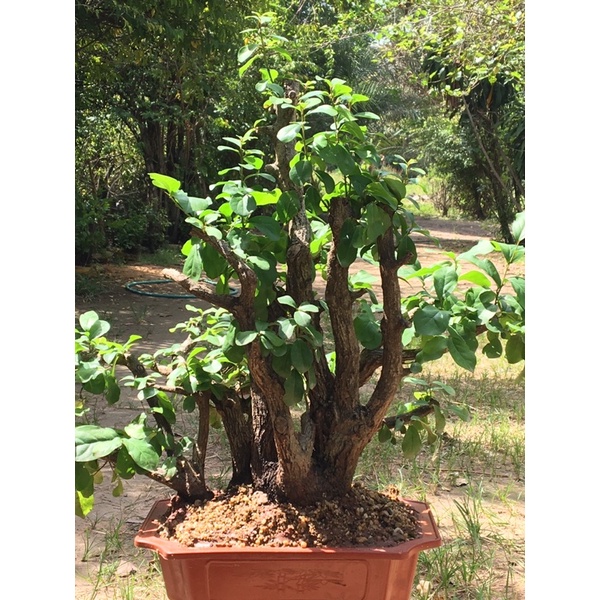 Bonsai : Diospyros Ebenum  11-12years old #BDE20100501