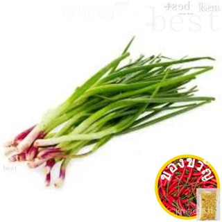 ~ 50 Spring Onion/Small Onion Seeds Organic And Non GMO จัดส่งใน2วัน FR SG มะละกอ/แม่และเด็ก/สวน/ไม้จันทน์ สวน/ เซมล็อด/