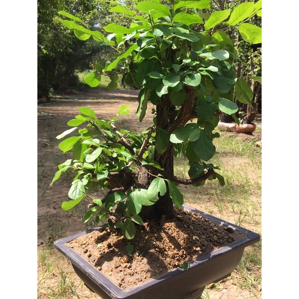 Bonsai : Diospyros Ebenum  11-12years old #BDE20100502