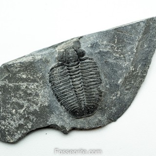 [อายุกว่า 505 ล้านปี!!!] #215 ฟอสซิล ไทรโลไบต์ Elrathia Kingi Trilobite ของแท้ ขนาดเล็ก บน Matrix จาก USA