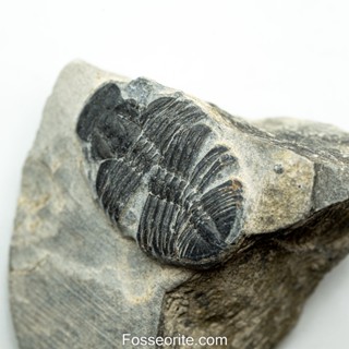 [อายุกว่า 505 ล้านปี!!!] #227 ฟอสซิล ไทรโลไบต์ Elrathia Kingi Trilobite ของแท้ ขนาดเล็ก บน Matrix จาก USA