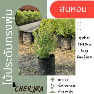 สนหอม ไล่ยุง ถุงชำ4” ขนาด 15-20 cm (สั่งขั้นต่ำ 5 ต้น)