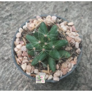 ต้นกระบองเพชรแมมมิลล่าเรีย แมมแคคตัส ต้นกระบองเพชรกล้วยหอม Mammillar cactus กระถาง 2.5" ต้นสีเขียวคล้ายผลกล้วยหอม น่ารัก