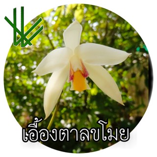 กล้วยไม้ดิน เอื้องตาลขโมย กระถาง6" bromheadia finlaysoniana 