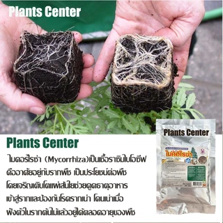 PlantsCenter ไมคอไรซ่า 200g/1kg ไมคอร์ไรซ่า ไมคอไรซา Mycorrhiza มั่นใจ100% สินค้าล็อตใหม่ล่าสุด