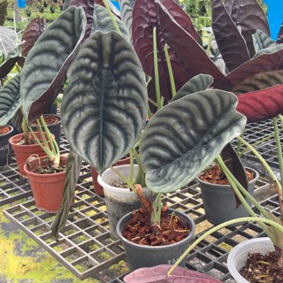 Alocasia Cuprea Red Secret (อโลคาเซีย คูเปีย เรด ซีเครท) ต้นสวยๆ ไม้ใบ ไม้ประดับ ตกแต่งบ้าน