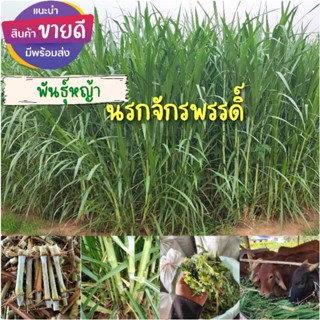 พันธุ์หญ้านรกจักรพรรดิ100ท่อนเพียง 79บาท