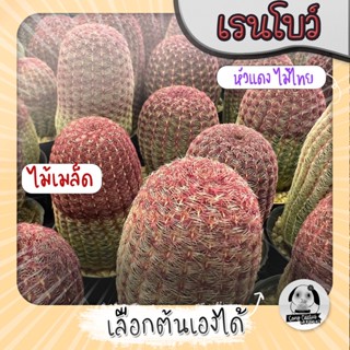 ต้นเรนโบว์ (เลือกต้นได้) ไม้ไทย ไม้เมล็ด ( ต้นกระบองเพชร Echinocereus pectinatus) 🌵ต้นแคคตัส❤️