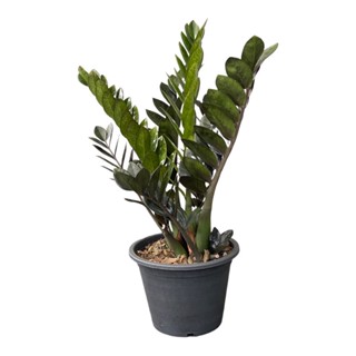 กวักมรกตดำต้นใหญ่  กระถาง 11 นิ้ว (มีหัวทุกต้น) (zamioculcas zamiifolia black) Pot 11"