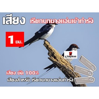 เสียงนก นางแอ่น ใช้เรียก นกนางแอ่น เข้าทำรัง เสียงชัด100% นาน 1 ชั่วโมง USB แฟลชไดร์ฟ หมานๆ