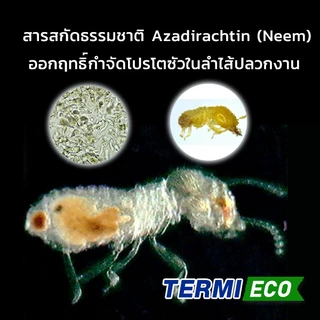 เหยื่อกำจัดปลวก เหยื่อปลวก อาหารปลวก สมุนไพรเหยื่อกำจัดปลวก TERMI-ECO