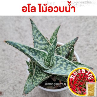 อโล ไม้อวบน้ำ กระถาง 2 นิ้ว Aloe hybrids ว่านหางจรเข้แคระ แคคตัส  succulent aloevera ต้นไม้ปลูกในบ้าน ไม้ฟอกอากาศผู้ชาย/