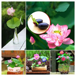 บัวคละสี20 เมล็ดบัวจิ๋ว ดอกดกทั้งปี เมล็ดพันธ์ุบัวพันธุ์แคระ พันธุ์เล็ก ปลูกบัว เมล็ดดอกไม้ เมล็ดพันธุ์ดอกเมล็ดพันธุ์