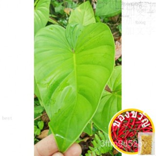 ซื้อ3แถม2 Homalomena ¡La ภาพถ่ายจริง/ภาพจริง/เจ้าของ/หัวแข็ง/seeds/กุหลาบ/ดอกไม้/ลายกุหลาบ/คัพเค้ก/ลายกุหลาบ // กุหลาบ V