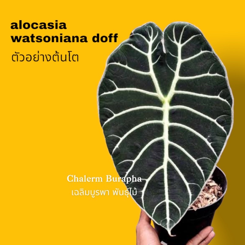 เนื้อเยื่อ Alocasia Watsoniana Doff ไม้แรร์