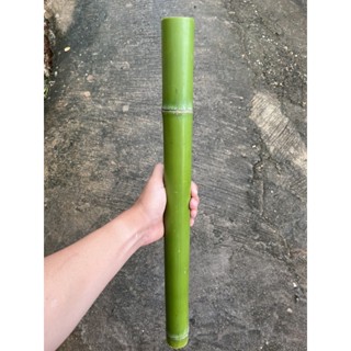 Bamboo bon-g ไม้ไผ่สด 1 ปล้อง สำหรับนักประดิษฐ์ ยาว 50 cm.