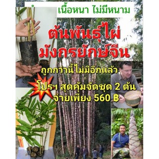 ต้นพันธุ์ไผ่มังกรยักษ์จีน Dragon Bambooไผ่มงคล ไม้มงคล ไผ่สวยงามไผ่ใช้ลำ จัดโปรฯชุด 2 ต้น= 560 ฿