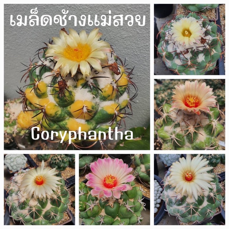 เมล็ดช้างCoryphantha Mixแม่สวยสายพันธุ์ดี 1ซอง18เมล็ด