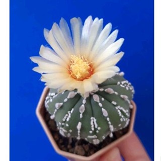 🌵แอสโตร ลายสวยๆ น่ารักๆ ดอกสีเหลืองต้นในภาพค่ะ🌵🌵