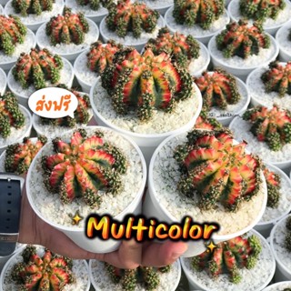 ยิมโนด่าง ไซส์แม่พันธุ์ Multicolor♥️ตัวแท้‼️