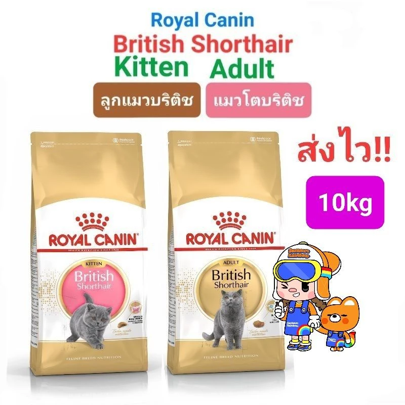 Royal Canin British Shorthair Kitten 10kg / British Shorthair Adult 10kg อาหารแมว ลูกแมว บริติช 10 กก.