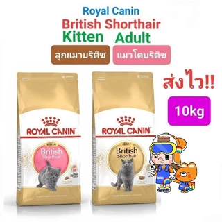 Royal Canin British Shorthair Kitten 10kg / British Shorthair Adult 10kg อาหารแมว ลูกแมว บริติช 10 กก.