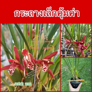 กล้วยไม้ แมกซีลาเรีย Maxillaria ❤️ แบบกระถางเล็ก❤️