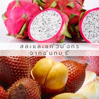 ผลไม้จันทบุรี สละ แก้วมังกร Sala Dragon fruit คละไซต์เพิ่ม 0.5กกทุกกล่องกันแข็งเสีย ส่งไว