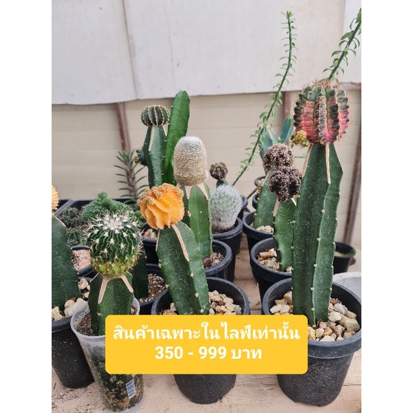 สินค้าเฉพาะไลฟ์เท่านั้น 350 - 999 บาท