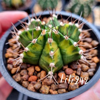 Gymnocalycium variegated 🌵​ ยิมโน​ด่าง​