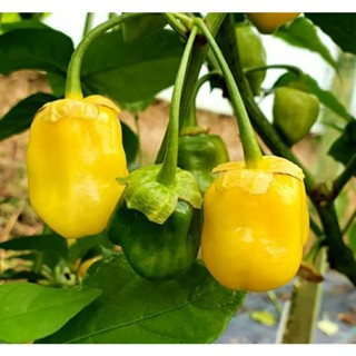 เมล็ดพันธุ์พริกเซเว่น พอท บับเบิ้ลกัม เยลโล่ว 7 Pot Bubblegum Yellow Super Hot Pepper บรรจุ 15 เมล็ด คุณภาพดี ของแท้