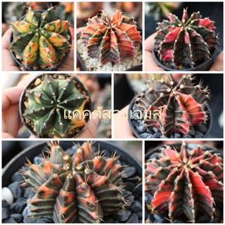 ยิมด่างจัดโปร❗ไม้เมล็ดคัดลายสวย