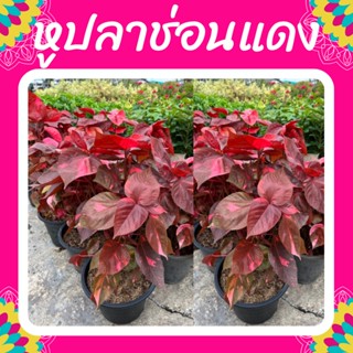ต้นหูปลาช่อนแดง ไม้ใบด่าง ใบแดง กระถาง 11 นิ้ว