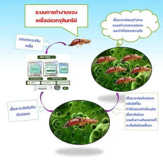 Bio bait for Termite เหยื่อจุลินทรีย์กำจัดปลวก กำจัดปลวก อาหารปลวก ฆ่าปลวก เหยื่อปลวก ตายยกรัง