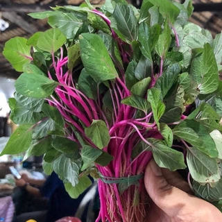 เมล็ดพันธุ์ ผักโขมชมพู ผักขมชมพู ผัดโขมก้านชมพู บรรจุ 200-500 เมล็ด <ซื้อ 10 แถม 1 คละได้>