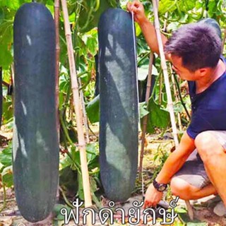 เมล็ดพันธุ์ ฟักดำยักษ์ / ฟักเขียวเปลือกดำตอปิโด ( Black Giant Winter Melon ) บรรจุ 20 เมล็ด