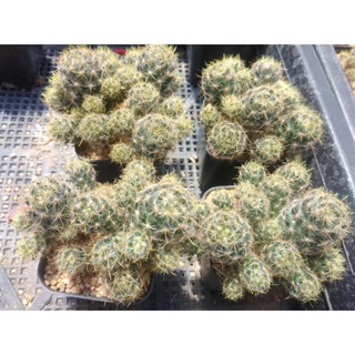 💥แมมเม็ดพริก💥 Mammillaria Prolifera  ขนาด 5-6ซม. ต้นกระบองเพชร  ต้นแคคตัส (กรุณาอ่านรายละเอียดก่อนทำการสั่งซื้อครับ)